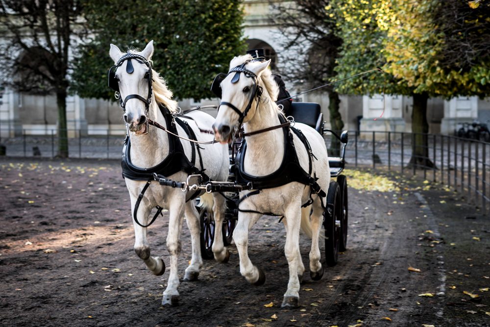 Items for a Horse-Carriage Ride