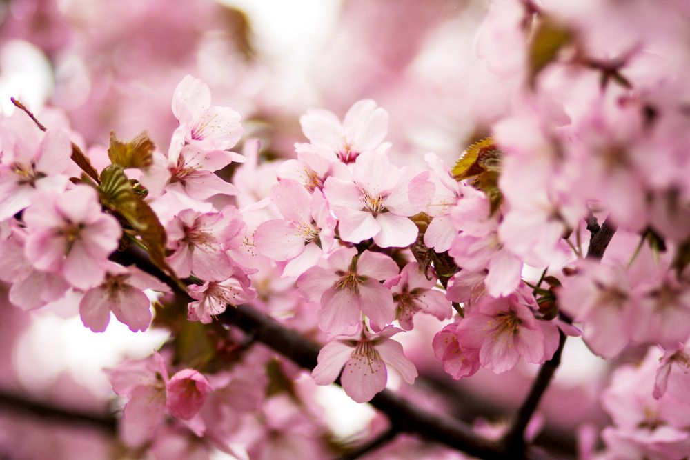 International Cherry Blossom Festival is an Extravagant Display of Springtime Color | Macon, Georgia, USA
