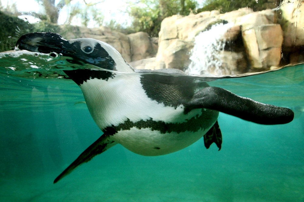 It's Penguin Days at the Dallas Zoo