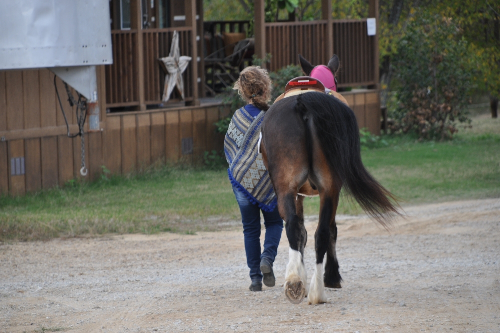 Equest Provides Equine Facilitated Activities and Counseling to Children and Adults