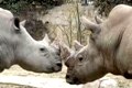 The San Antonio Zoo Gives 5 Fast Facts About Rhinos