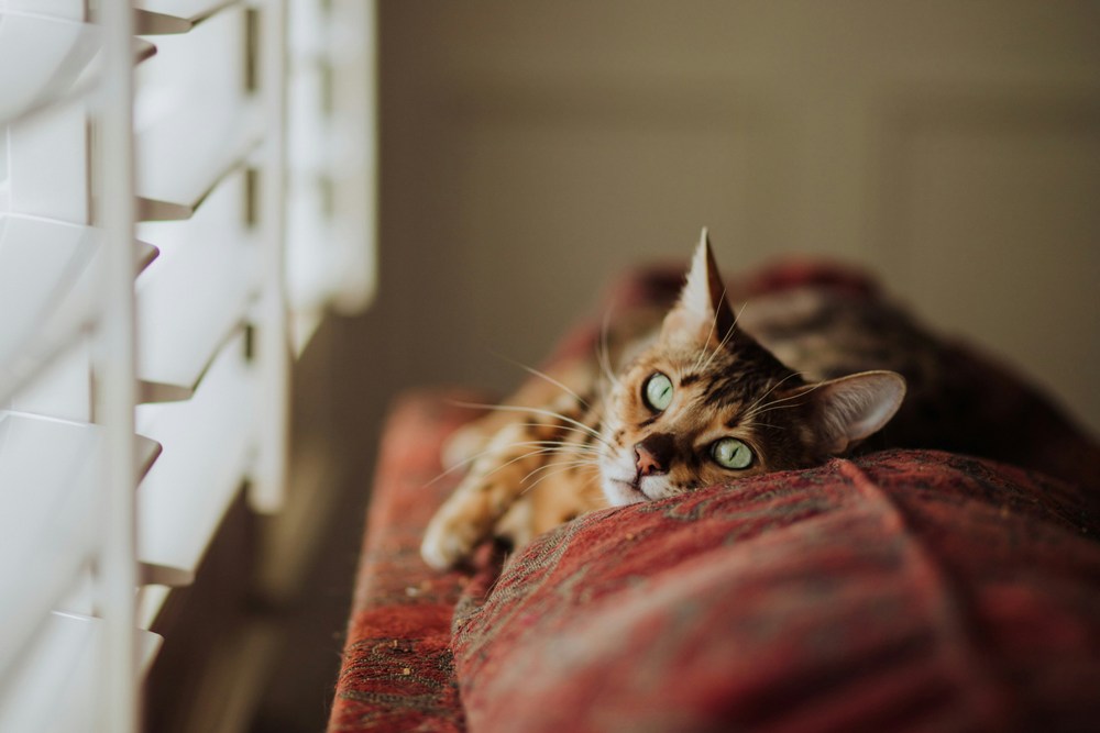 A balanced diet plays a pivotal role in maintaining your cat's grooming habits, coat health, and overall well-being. Benefits of a Healthy Diet for Cat Grooming