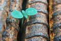 Bible Verses About Overcoming Adversity