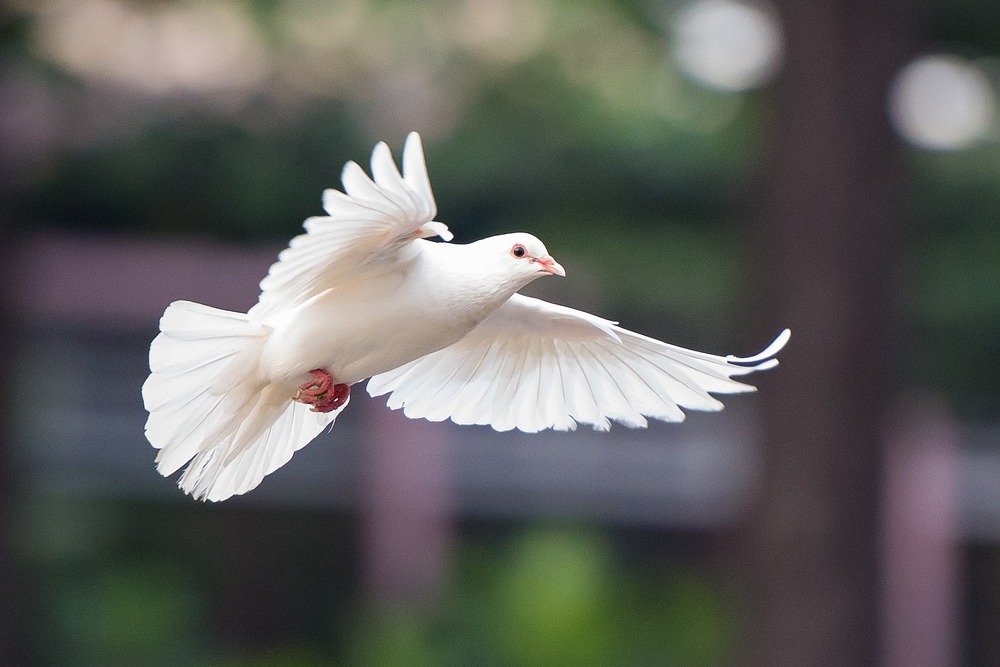 Explore profound scripture passages about the Holy Spirit, deepening our understanding of His presence and guidance. Bible Verses About the Trinity: The Holy Spirit