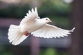 Bible Verses About the Trinity: God the Father
