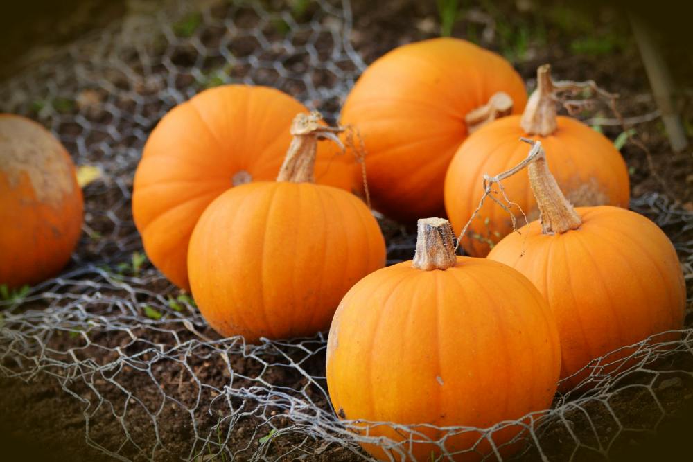 Poised to become a Texas tradition and unforgettable fall extravaganza, the festival is expected to draw over 100,000 visitors this year. Uhland Fall Fest Announces Its Inaugural Launch This September