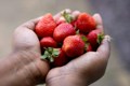 Poteet Strawberry Festival Promotes Premier Strawberries