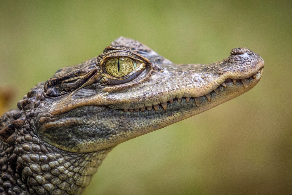 The Great Texas Alligator Roundup Highlights Gatorfest | Anahuac, Texas, USA