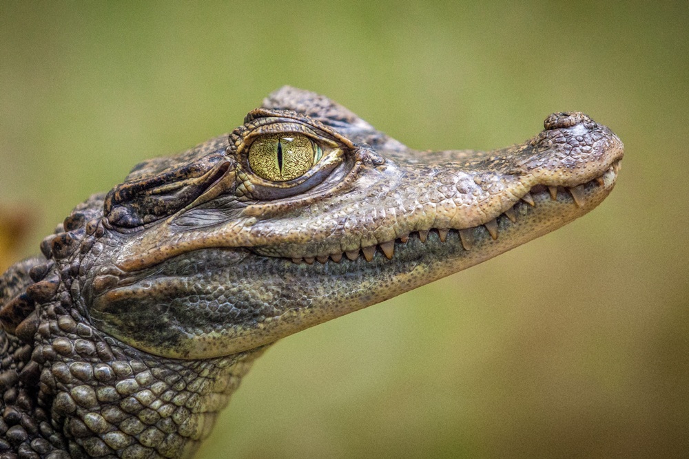 Alligator Teeth