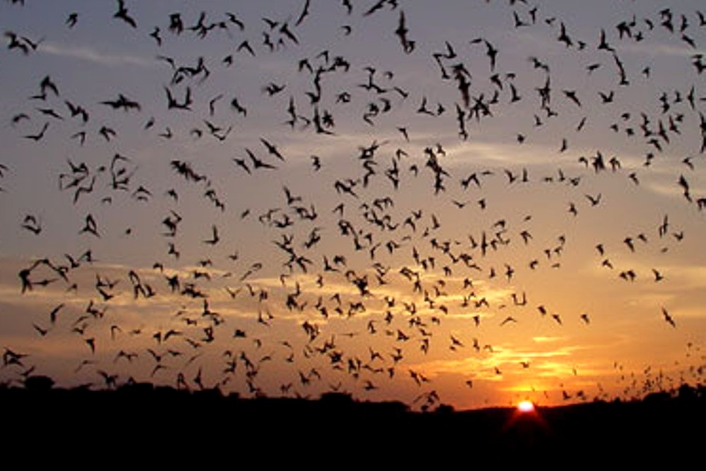 Eckert James River Bat Cave Preserve | Bat Watching, Nature Tours | Mason, Texas