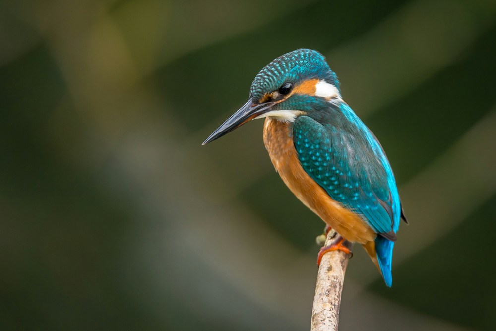 FeatherFest is one of the largest birding festivals in Texas, and the only one with a dedicated nature photography track. Galveston Island Hosts FeatherFest, One of the Largest Birding Festivals in Texas | Galveston, Texas, USA