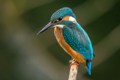 FeatherFest Is One of the Largest Birding Festivals in Texa