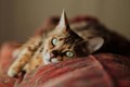 Pop Cats Festival Brings Feline Fun to Austin