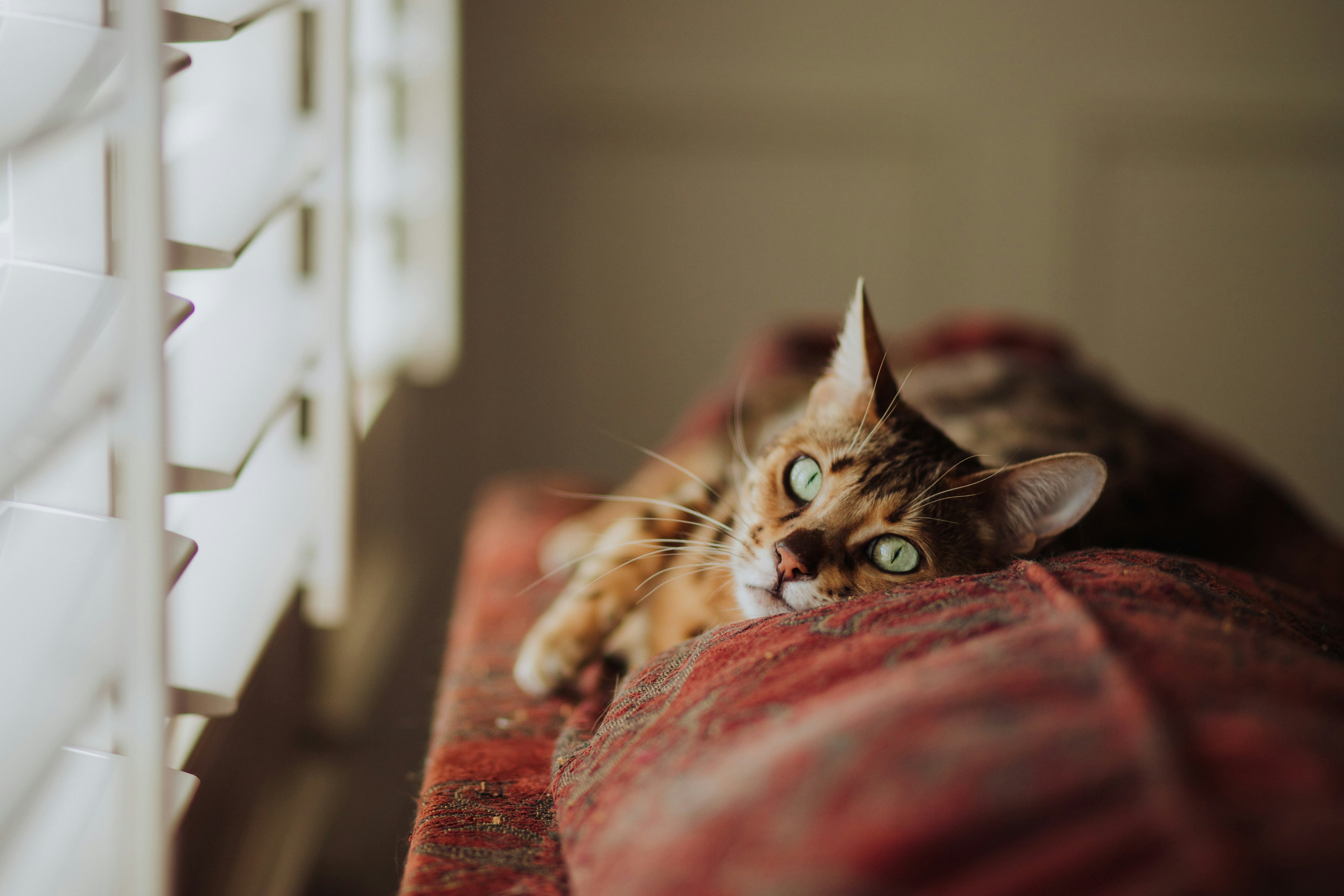 Thoughtful window blind selection enhances a home's architectural character while delivering light control, privacy, and elevated visual appeal. How to Choose Window Treatment Blinds