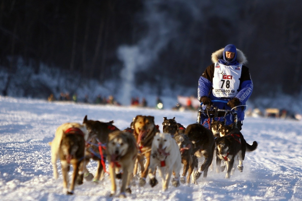 Iditarod Trail Sled Dog Race