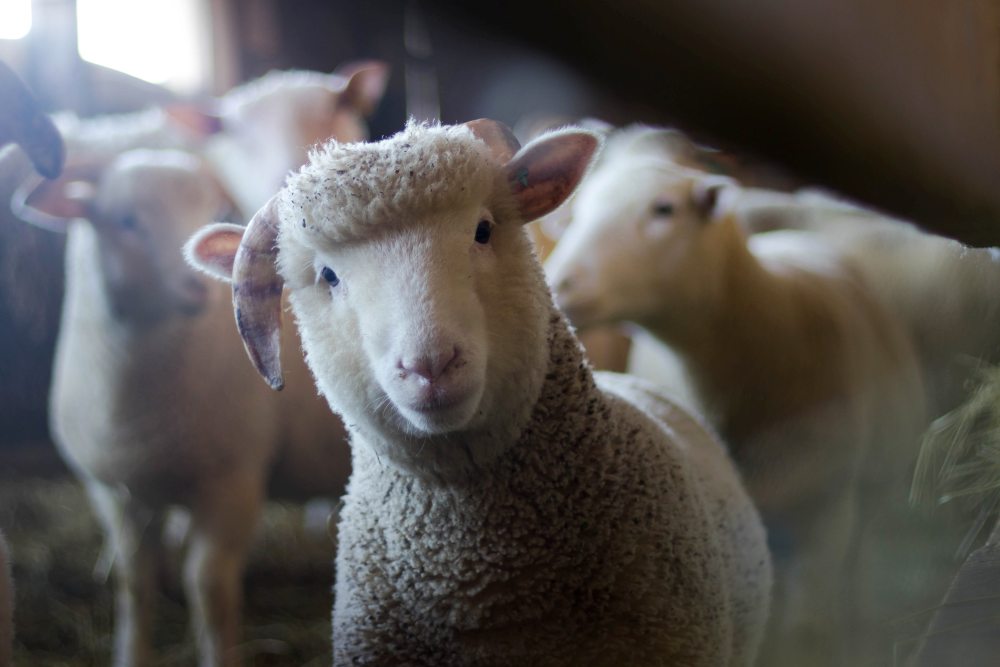 The annual event features a livestock and poultry show, championship rodeo, contests, carnival rides, food, merchandise vendors, and more. The South Texas State Fair Features Livestock Show and Rodeo Action | Beaumont, Texas, USA