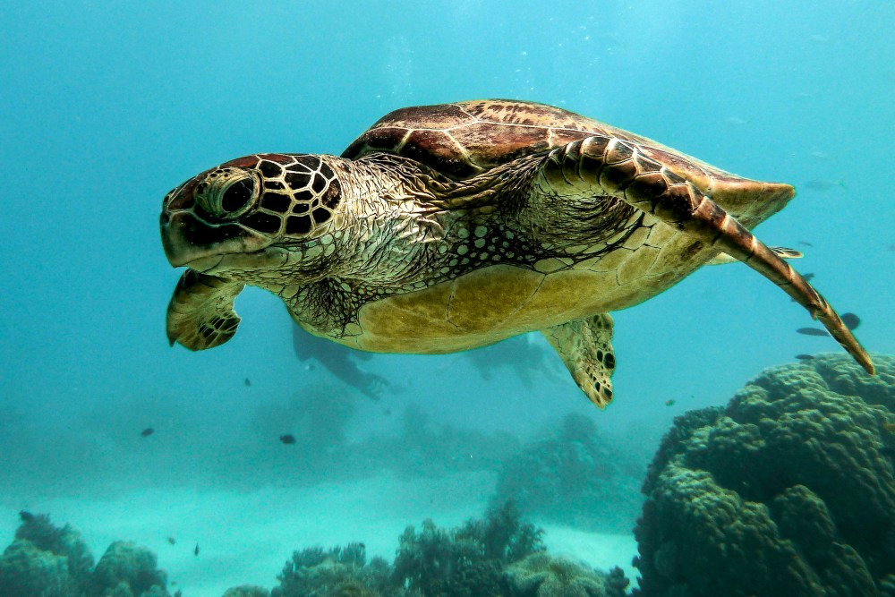 The event will take place on Sunday, September 22, 2024, at The Bryan Museum in Galveston, Texas from 1:00-3:30 p.m. The Art of Saving Sea Turtles Celebrates Local Conservation