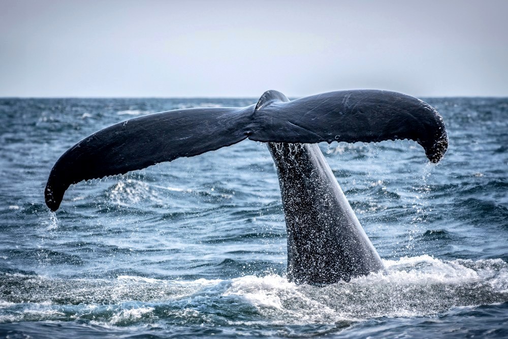 Embrace the extraordinary opportunity to witness some of the planet's largest and most intelligent creatures up close. 5 Best Places to Go Whale Watching