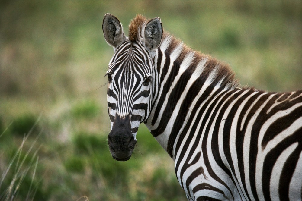 Topsey Exotic Ranch and Drive Through Safari features over 50 species of wildlife which may be seen from the comfort and safety of your car. Topsey Exotic Ranch