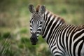 VIDEO: San Antonio Zoo Safety Precautions During Reopening