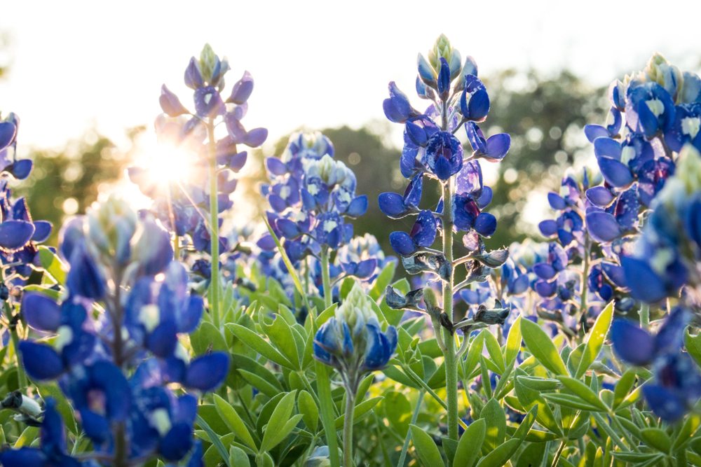 Ennis Bluebonnet Trails Festival Features Flowers, Food, and Live Entertainment