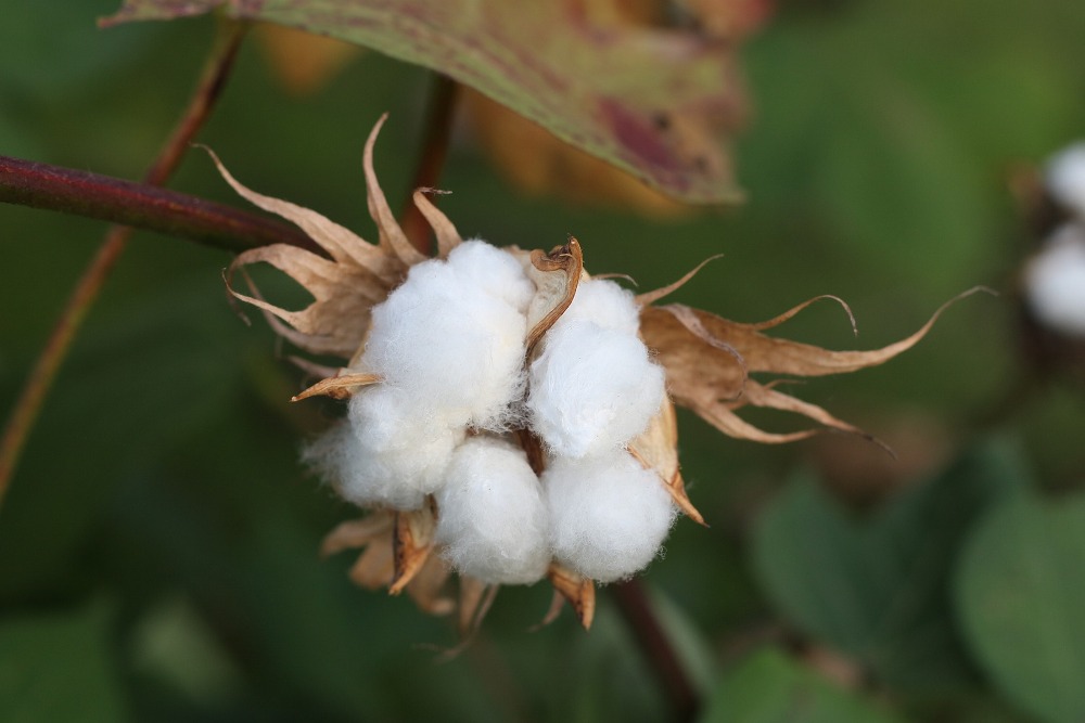 Explore the history of Texas cotton farming through original 1800s machinery, ginning demonstrations, and historic exhibits. Cotton Gin Museum | Historic Equipment, Farming History | Burton, Texas