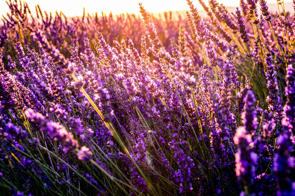 Enjoy live music, speakers' pavilion, beer and wine tent, and outdoor activities in beautiful lavender blooming season. Visit Lavender Farms and Market at Blanco Lavender Festival | Austin, Texas, USA