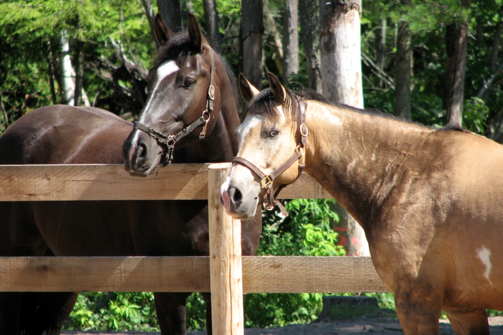 Find fun activities like horse riding along with other leisure activities, exciting adventures, and things to do in the Austin area. Horseback Riding | Fun Activities, Tourist Attractions, and Best Things to Do in Austin | Life and Leisure | Austin, Texas, USA