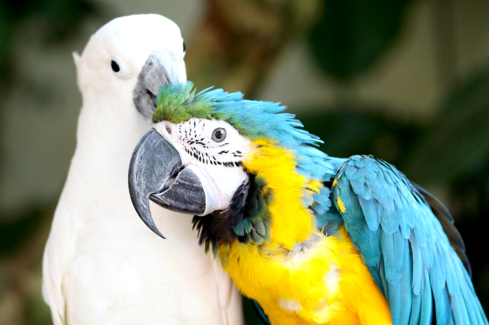 Find fun activities like zoos and aquariums along with other leisure activities, exciting adventures, and things to do in Houston. Zoos and Aquariums | Fun Activities, Tourist Attractions, and Best Things to Do in Houston | Life and Leisure | Houston, Texas, USA