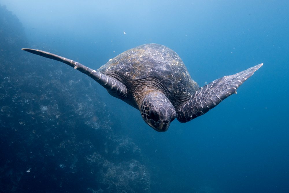 5 Reasons to Tour the Galapagos Islands, Ecuador