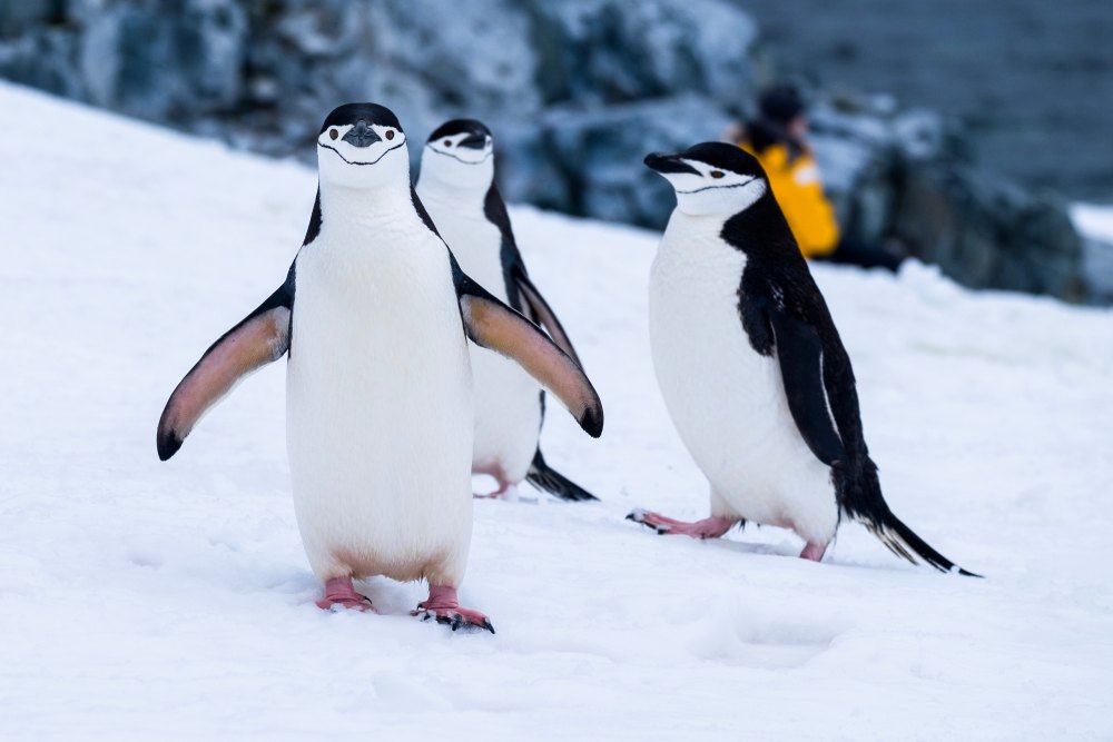 With beautifully unique scenery, pristine nature, and distinctive wildlife, Antarctica is like no other place on Earth. Tips for Visitors Traveling to Antarctica