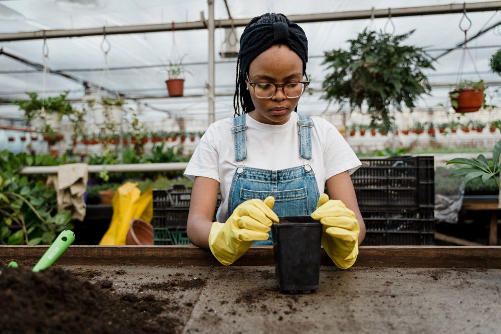 From the tiniest seedlings to towering trees, your work revolves around nurturing life and helping it flourish. Branching Out: Innovative Ideas for Expanding Your Horticulture Business