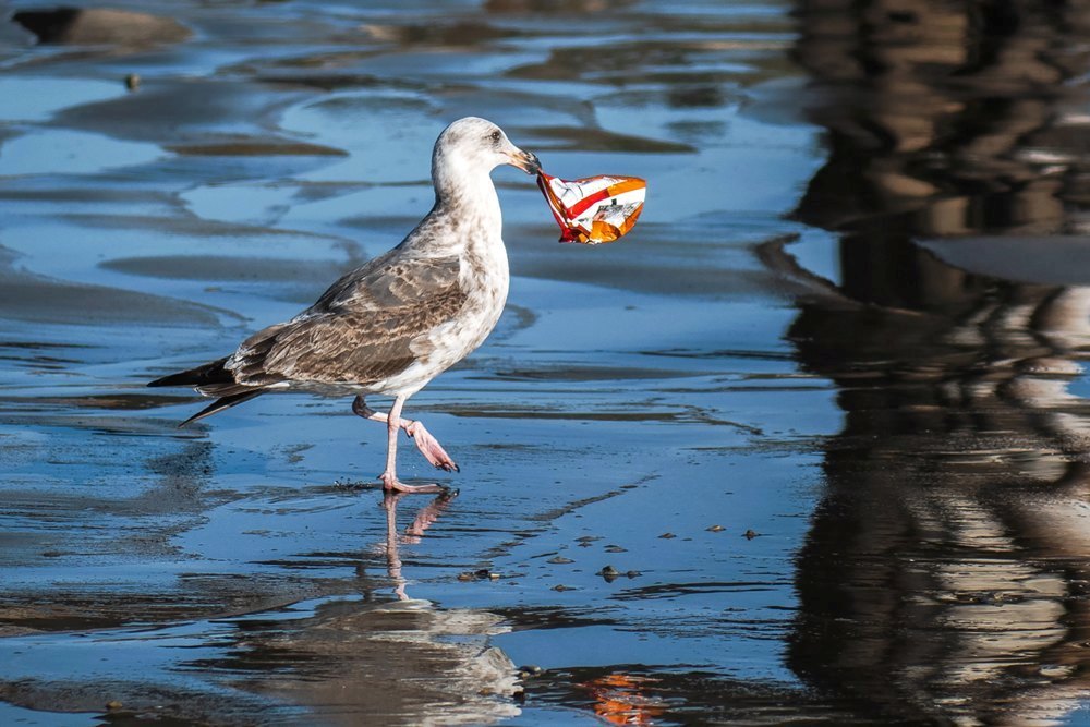 The consequences of improper waste disposal are far-reaching, affecting ecosystems, wildlife, and human health. Unveiling the Environmental Toll of Garbage Dumping