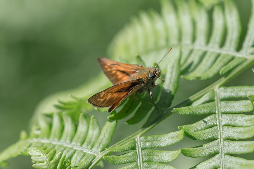 Alongside regular maintenance and vigilance, an understanding of moths and their habits can help ensure your garments remain pristine. Comparing Moth Prevention Methods
