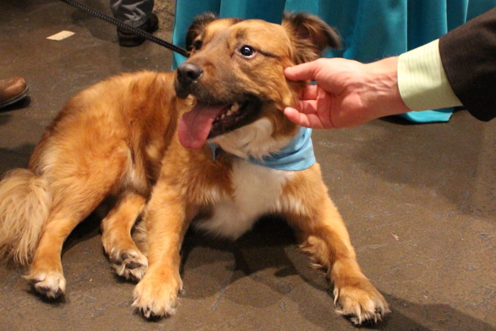 DFW Rescue Me Dog Rescue, Pet Adoption, and Animal