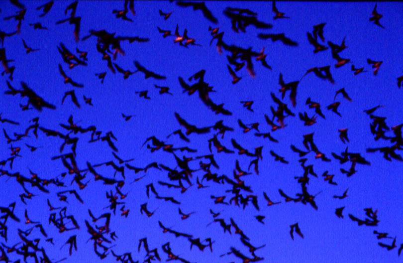 Bats at Old Tunnel State Park