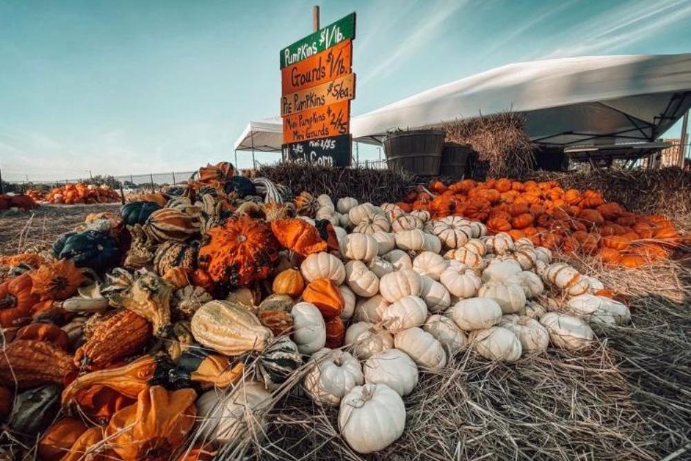 The annual fall celebration to feature over games and activities, live music, food from local vendors, marketplace and more. The Dripping Springs Pumpkin Festival Announces Dates for This Fall Season