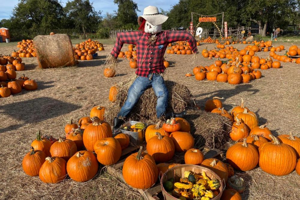 This beloved fall celebration returns for its third and final year taking place over six uniquely-themed weekends. Dripping Springs Pumpkin Festival Announces Dates for Fall Festival