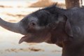 VIDEO: Fort Worth Zoo Welcomes Fourth Baby Elephant