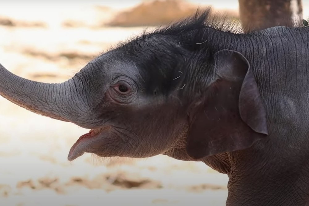 VIDEO: Fort Worth Zoo Welcomes Fourth Baby Elephant