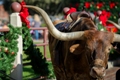 20th Annual Christmas in the Historic Fort Worth Stockyards