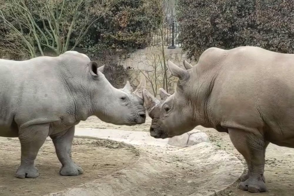 VIDEO: The San Antonio Zoo Gives 5 Fast Facts About Rhinos