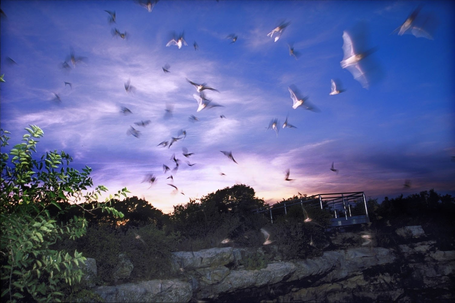 From spelunking in underground caves to visiting snake farms, the unusual things to do tend to keep it weird in Central Texas. Things To Do and Tourist Attractions in Central Texas Including Austin