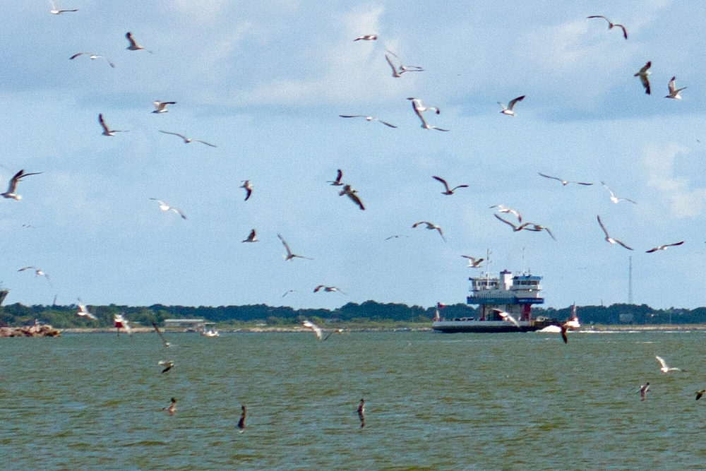 Sure, you could get from one place to another in a car, but instead how about taking a ferry, bus, railroad, or duck vehicle? Local Transportation | Convenient Ways of Getting Around Galveston Without a Car | Bolivar Peninsula Ferry Schedules | Life and Leisure | Galveston Island, Texas, USA