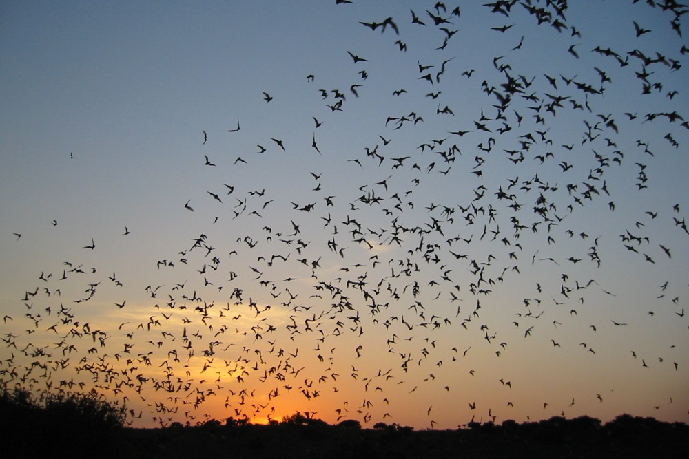 Known for its seasonal bat population, this cave provides a unique glimpse into the natural world. During summer months, thousands of Mexican free-tailed bats emerge at dusk in a spectacular display. The site serves as an educational location where visitors can observe the bats and learn about their ecological significance. Frio Bat Cave